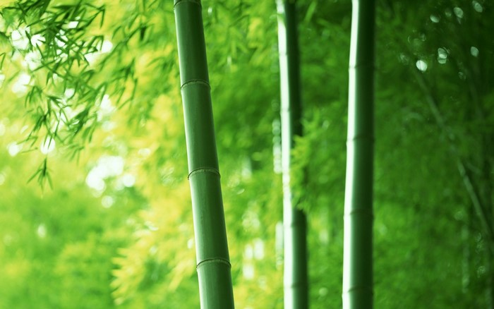 Green bamboo stalks with sunlight filtering through leaves