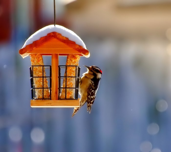 Woodpecker on a snow-covered bird feeder