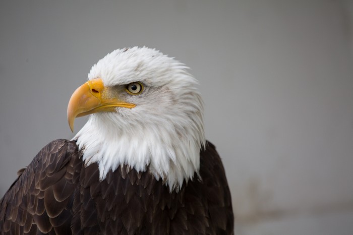 Majestic Bald Eagle with Intense Gaze