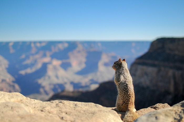 Squirrel overlooking the Grand Canyon