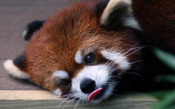 Close-up of Relaxed Red Panda with Tongue Out
