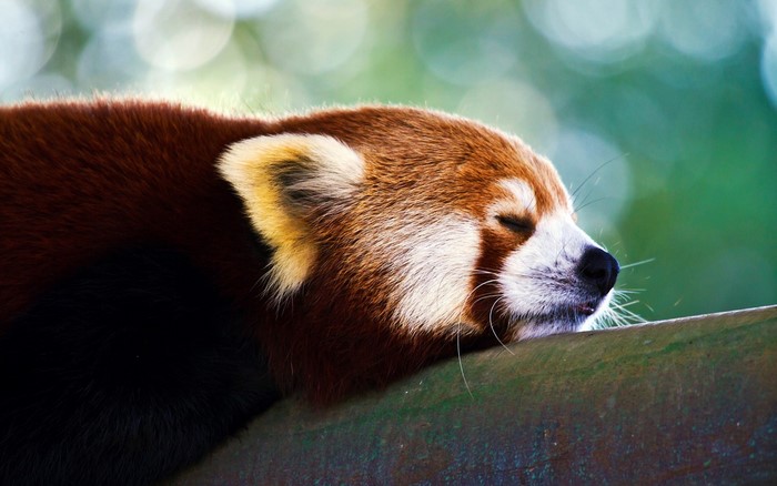 Red panda sleeping on a wooden surface