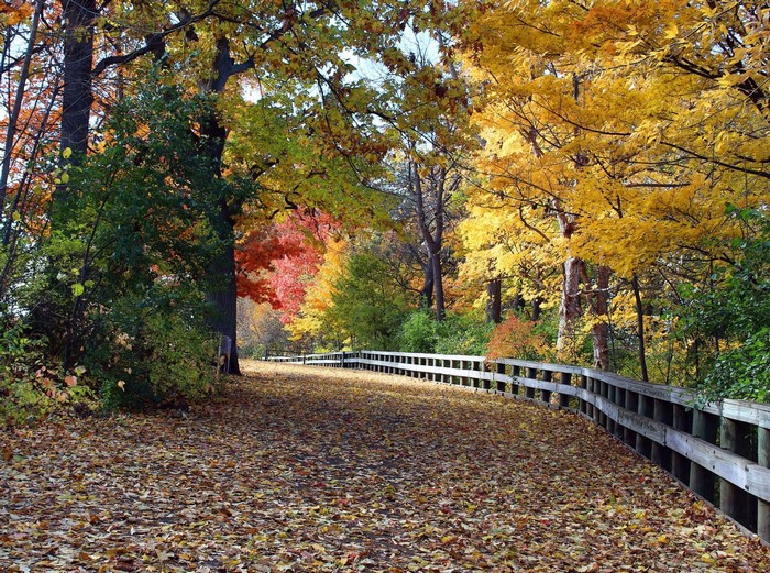 Autumn path with fallen leaves and wooden fence
