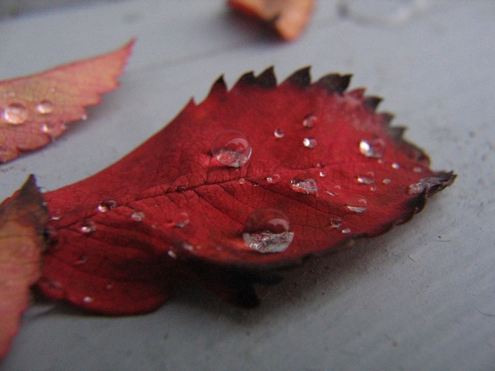 Red leaf with water droplets macro photography
