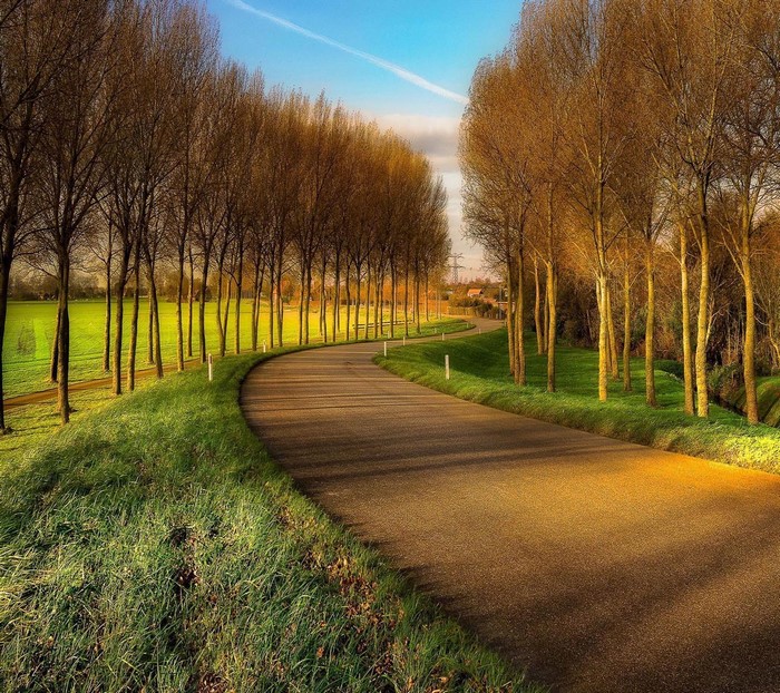Curving road lined with trees in autumn landscape