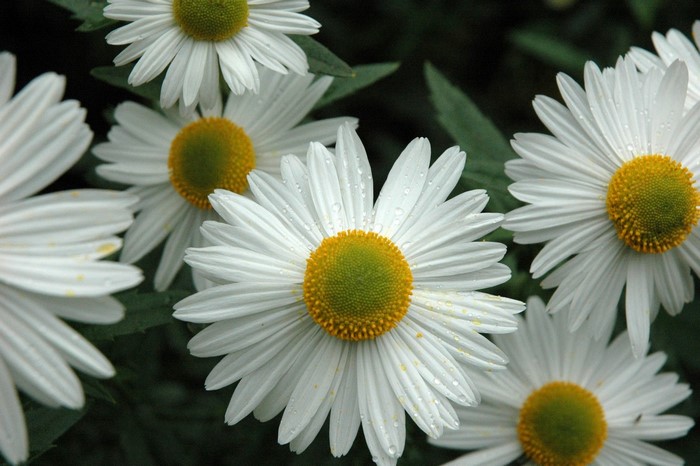 flowers, nature, photography, yellow, leaf bug, Daisy, flower, plant ...