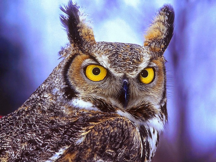 Close up of a Great Horned Owl's face