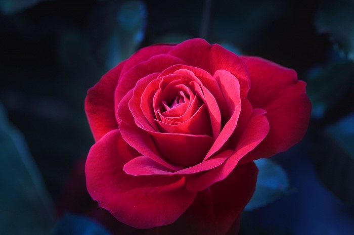 Close-up of a vibrant red rose with dark background