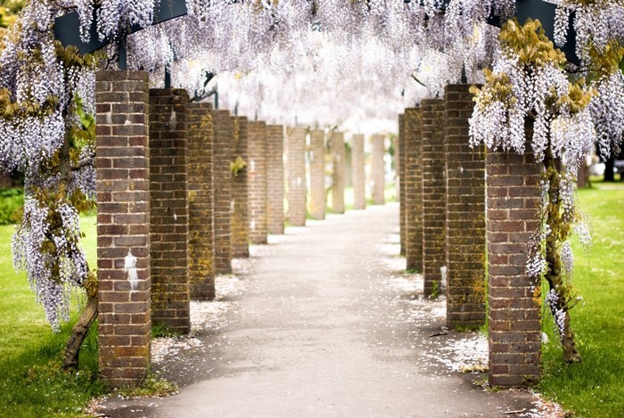 Wisteria covered pergola with brick pillars and a path