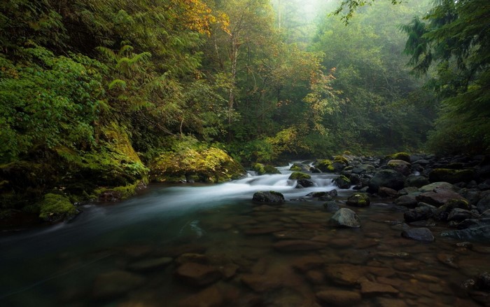 Misty forest river with mossy rocks and trees