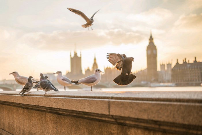 Birds flying and perched with Big Ben in London