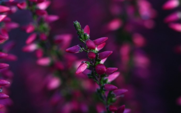 Close up of pink heather flowers on a stem