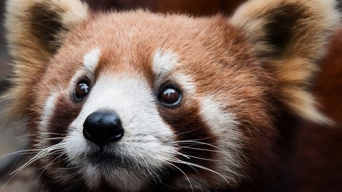 Close-up of a Red Panda's face
