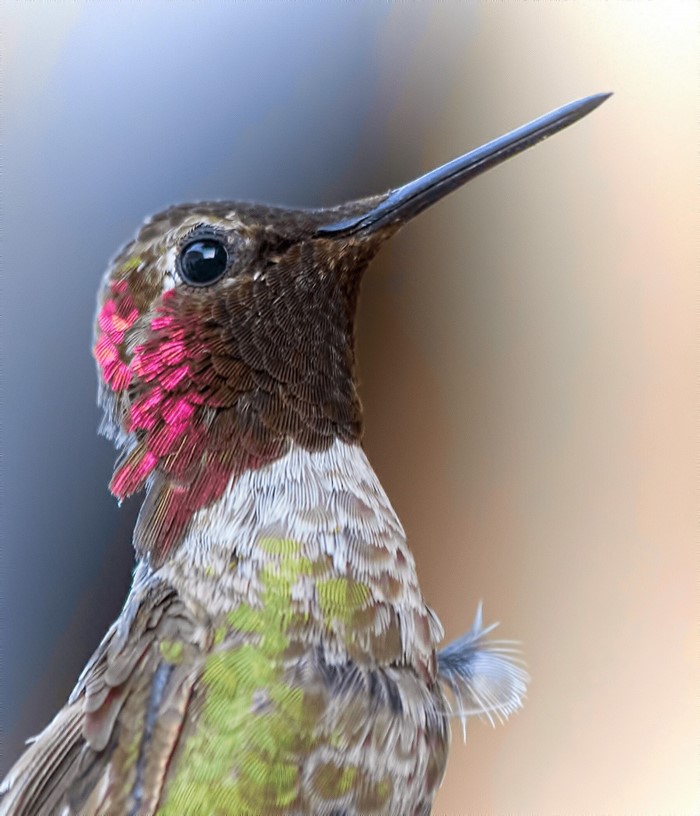 Close-up of a male Anna's hummingbird with iridescent feathers