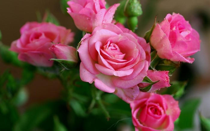 Close-up of pink roses with water droplets