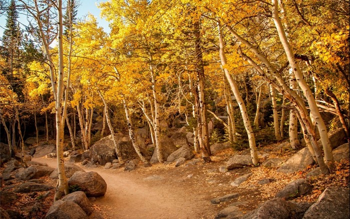 Autumn forest trail with golden aspen trees and rocks