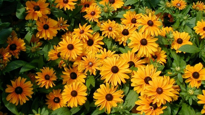 Bright Yellow Blanket Flowers in Bloom