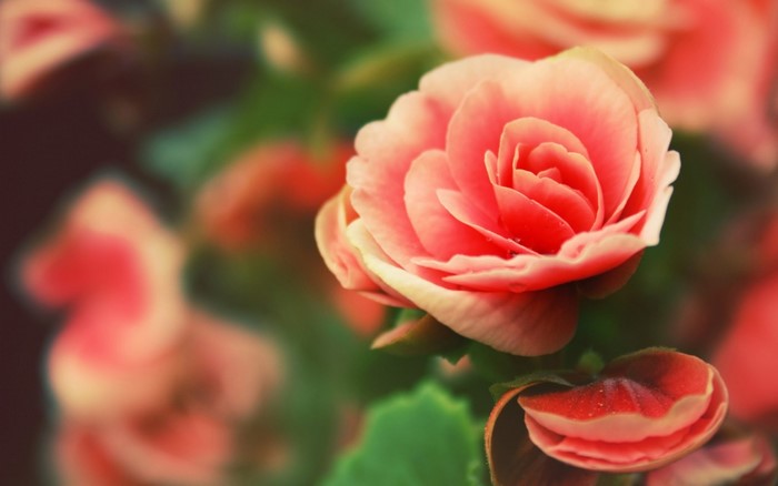 Close-up of a pink begonia flower with water droplets