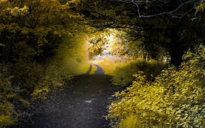 A winding path through a sunlit forest in autumn