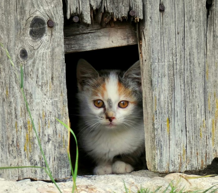 Calico kitten peeking out of a wooden structure