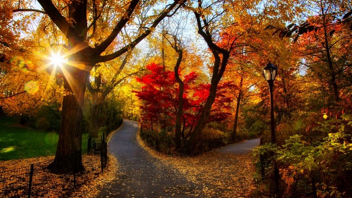 Autumn park path with sunbeams and colorful trees