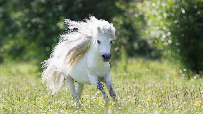 White miniature horse running in a grassy field