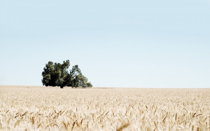 Lone tree in a wheat field under a clear sky