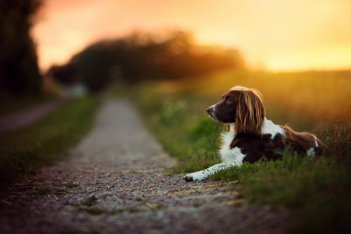 Brown and white dog lying on grass at sunset