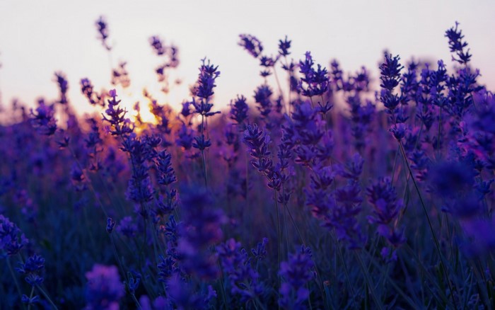 Lavender field at sunset with soft sunlight