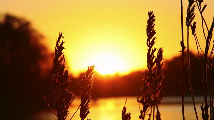 Sunset over water with silhouetted plants