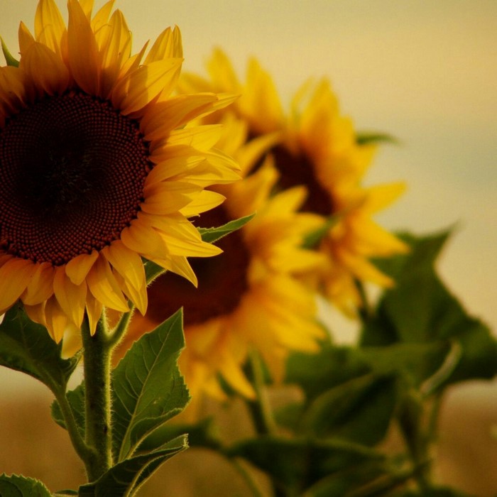 Close up of sunflowers with green leaves