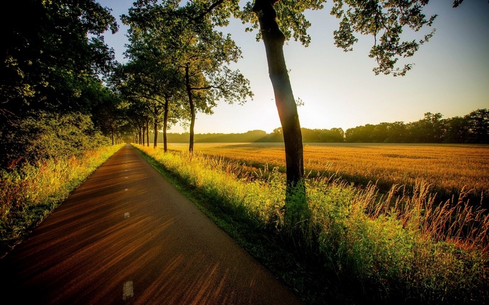 Road lined with trees and a wheat field at sunset