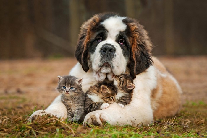 St Bernard puppy with three kittens resting on grass
