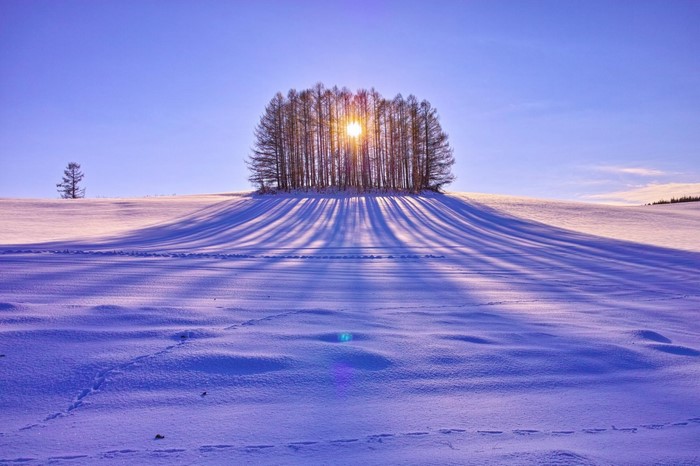 Sunlight through trees in a snowy winter landscape