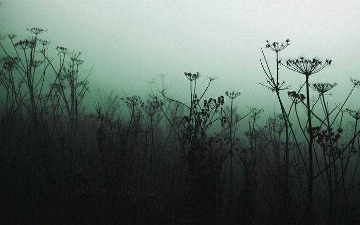 Silhouettes of plants in the mist