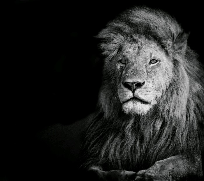 Monochrome portrait of a lion with a dark background