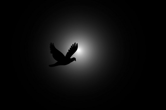 Silhouette of a bird in flight against a bright light