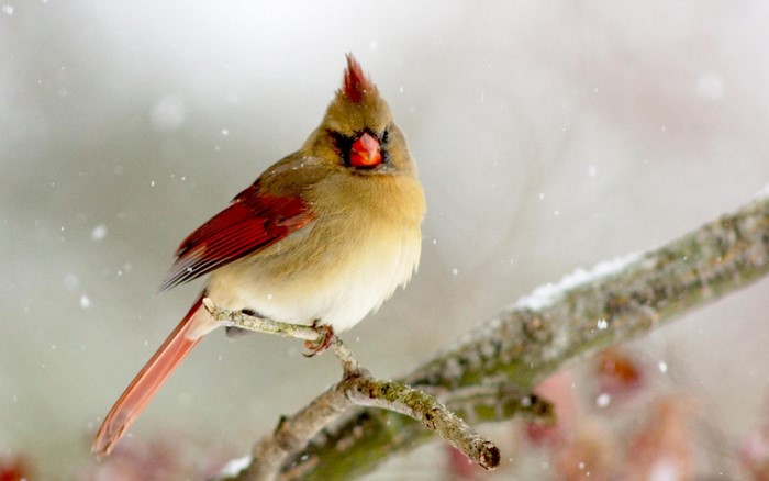 Female Cardinal perched on a snowy branch