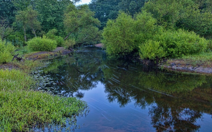 A calm river flows through a dense forest with reflections.