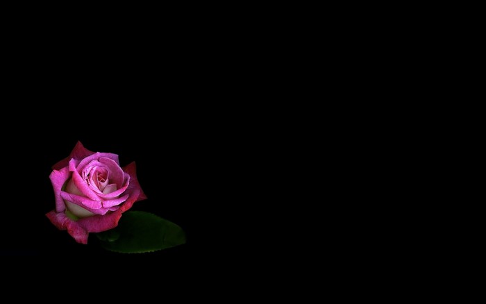 Pink rose with a leaf on a black background