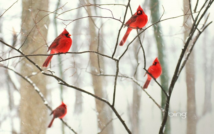 Four red cardinals perched on branches in winter