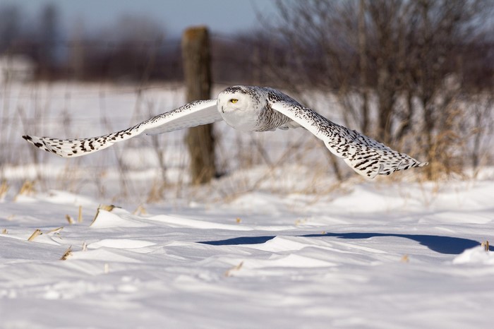 Snowy owl in flight over a snowy field