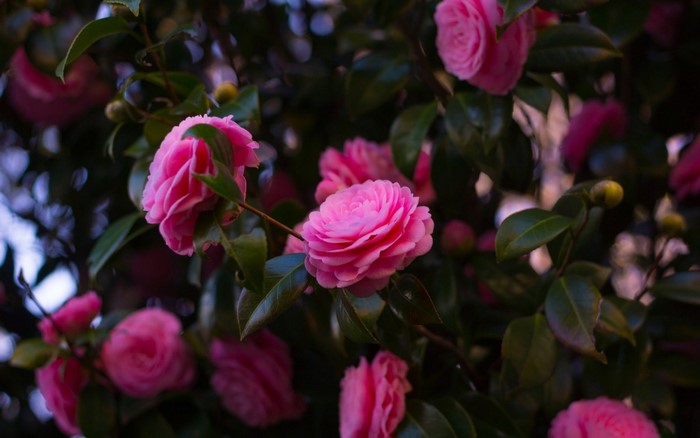 Close-up of pink camellia flowers on a bush