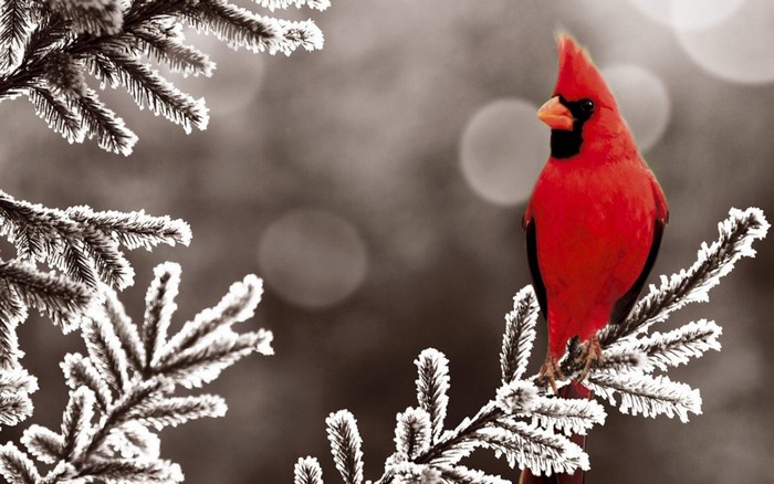 Red cardinal perched on a frosted branch in winter