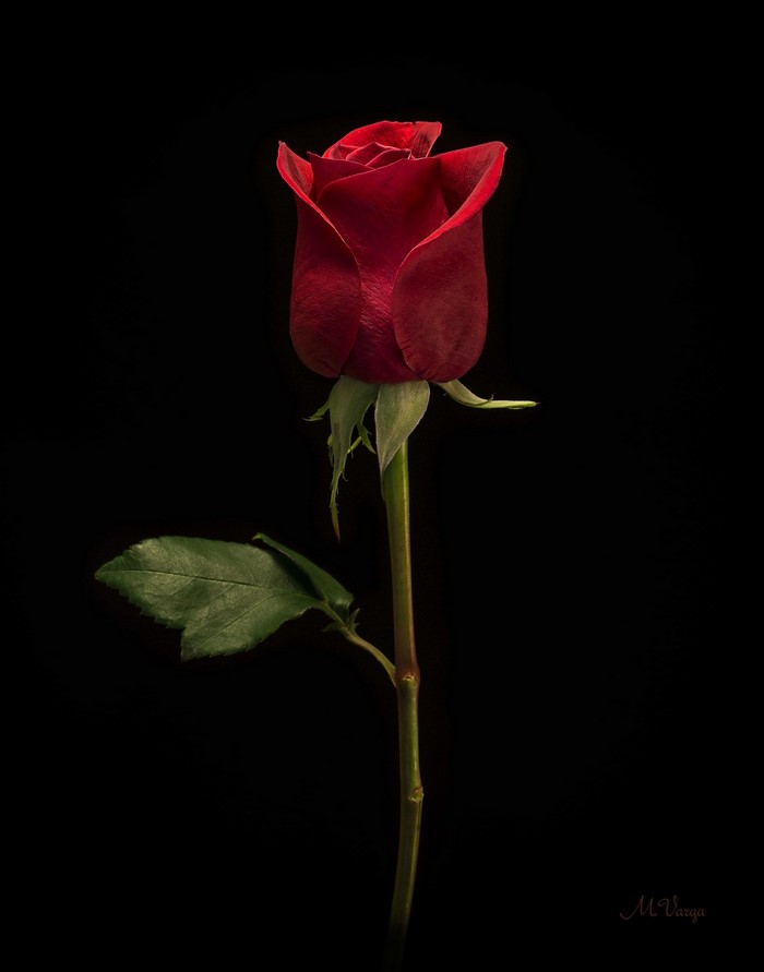 Elegant Red Rose on Black Background