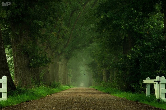 A bird flies down a tree-lined gravel road