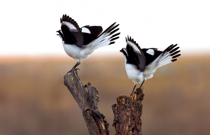 Two black and white birds perched on a dead branch