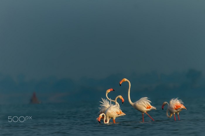 Flamingos wading in shallow water with a distant figure