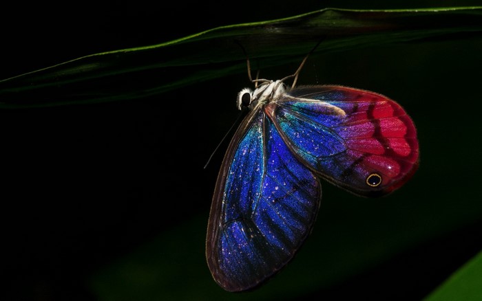 Vibrant Blue and Red Butterfly on Leaf