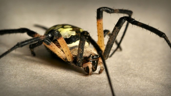 Close-up of a yellow and black garden spider